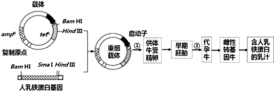 5如图表示用乳腺生物反应器生产人乳铁蛋白过程,请据图回答