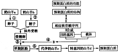 资料甲:图为科学家利用崂山奶山羊乳腺生物反应器生产某种蛋白质的