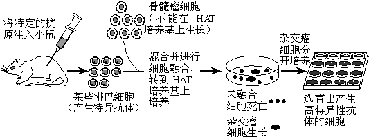 醋酸菌细胞结构图片