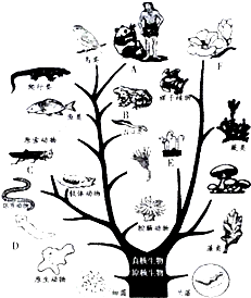 蒙德里安树的演变组图图片
