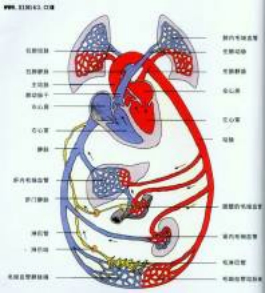 解答解:血液循环路线如图所示(2)肺循环的路线是:右心室→肺动脉