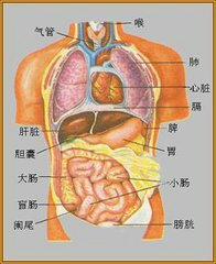 人体的肝脏主要位于( )a胸腔的左侧b腹腔的左上方c腹腔的右上方d