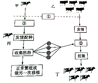 牛胚胎移植的基本程序如图 请据图回答问题