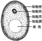 5请用铅笔在下列相应方框中画出酵母菌结构简图并标注出细胞各结构的