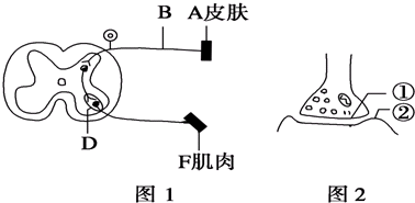 7图1为人体中某反射弧的结构示意图,图2是图1中局部结构放大模式图