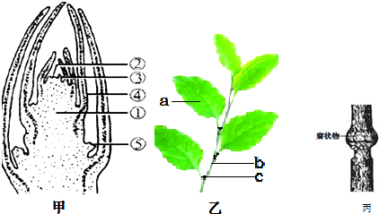 海桐的茎分枝方式图片