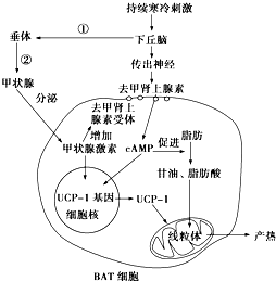 最常用的载体是大肠杆菌的质粒b