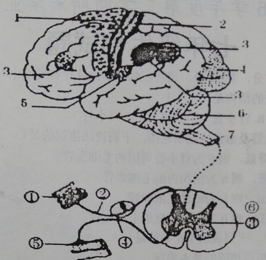 反射弧生物图图片