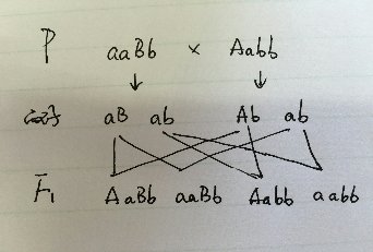 AaBb测交遗传图解图片