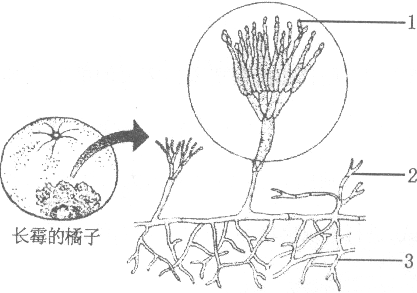 青霉菌结构图片