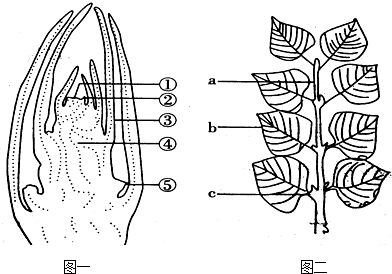 丁香花的结构梳理图图片