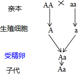 体细胞基因组成是AA和a a 的亲本杂交.其受精卵的基因组成( )A．AAB．aaC．AaD．都有可能 题目和参考答案——青夏教育精英家教网——