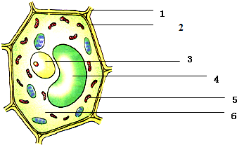 植物细胞结构图简单图片