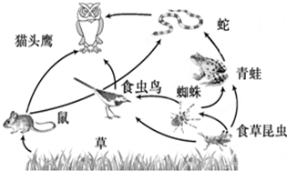 8.如图是草原生态系统食物网示意图,据图回答