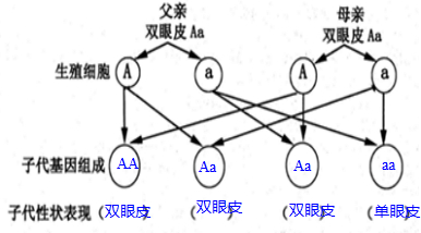 解答解:遗传图解如图:分析生物的性状是由一对基因控制的,当控制某种