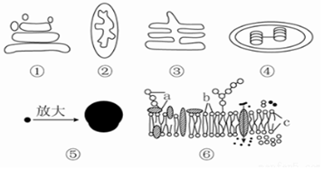 内质网简笔画图片