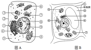 醋酸菌细胞结构图片