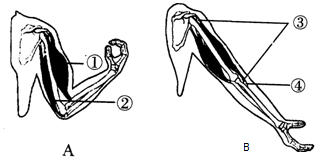 1如图是人的屈肘和伸肘动作示意图请分析完成问题
