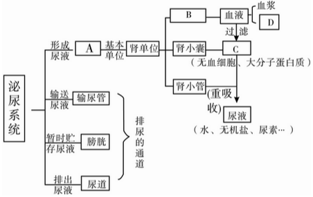 11如图是人的泌尿系统的概念图选项中字母所表示的内容表述不正确的是