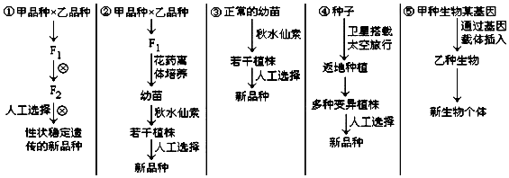 8如图①～⑤列举了五种育种方法,请回答相关问题