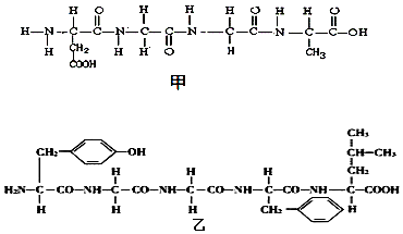 肽链的结构式图片