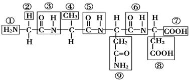 高中生物 题目详情(1)该结构式中表示氨基的是(填序号)①,表示羧基的