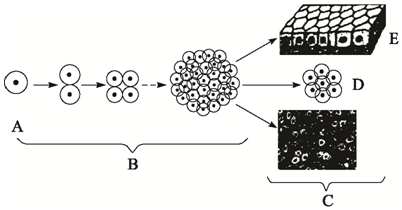 上海青细胞结构图图片