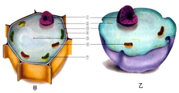 动植物细胞内部结构图图片