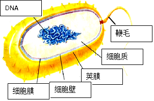 细菌的基本结构绘图图片