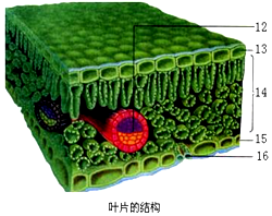 菹草叶横切面结构图图片