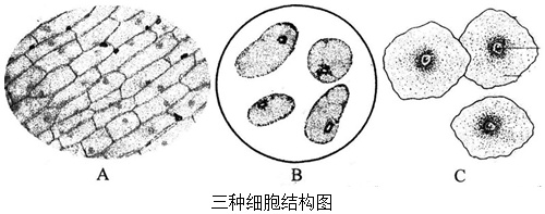 番茄显微镜细胞结构图图片