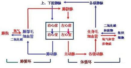 解答解:人体血液循环的途径如图所示:血液循环包括体循环和肺循环,体