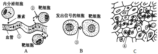 如图是细胞间的3种信息交流方式