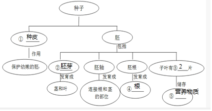 胚芽發育成莖和葉,胚軸將來發育成連接莖與根的部分,胚根將來發育成根