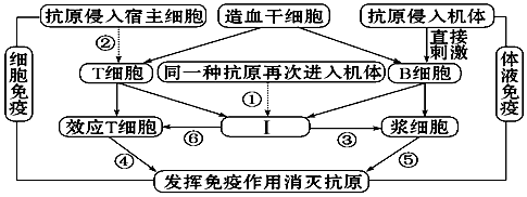 人体特异性免疫图片