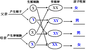 生男生女遗传图解图片