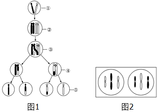 (4)②号图含4条染色单体,故称四分