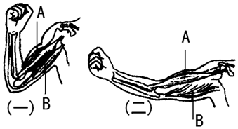 处于屈肘状态时,以a为主的肌群处于收缩状态;(3)当手臂处于伸肘状态时