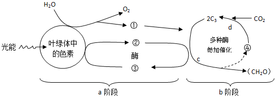 光合作用结构示意图图片