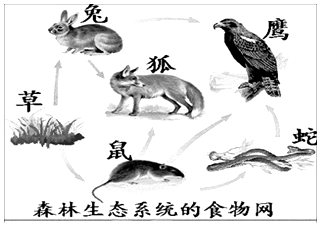 兔什么蛇狐什么的成语_成语故事简笔画(2)