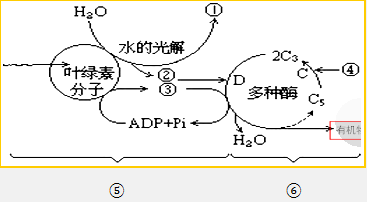 光反应碳反应流程图图片