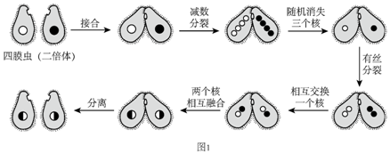 1四膜虫是单细胞真核生物营养成分不足时进行接合生殖过程如图1所示