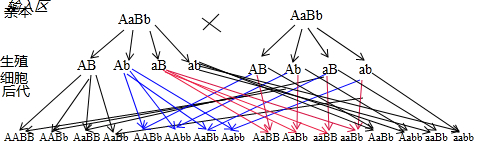 "在完全显性的条件下,两对非等位基因杂合体aabb自交"的遗传图解如图
