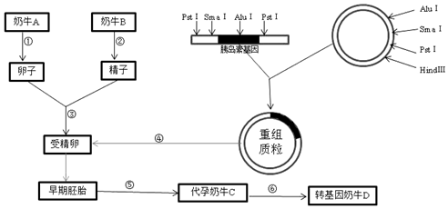 如图是利用奶牛乳腺生物反应器制备胰岛素的流程图,请据图回答:科目