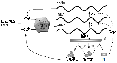 肠道病毒ev71为单股正链rna( rna)病毒,是引起手足口病的主要病原体