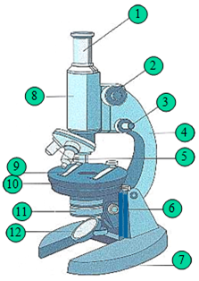 十二指肠显微镜结构图图片