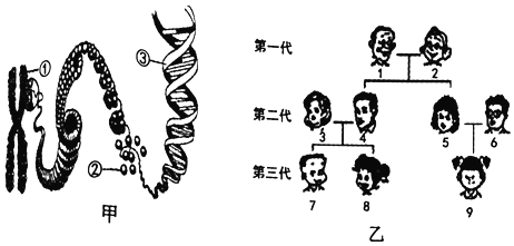 如图甲为染色体结构模式图图乙为某家族成员的关系图谱
