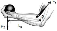 人的前臂杠杆示意图图片