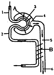 根据图回答:(1)填写图中的结构名称:3肾小球4肾小囊5肾小管