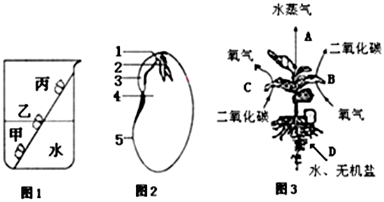 菜豆生长过程图片